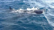 A whale shark feeding at the surface.
