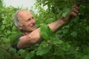 Im Obstarboretum Olderdissen sammelt und bewirtschaftet Hans-Joachim Bannier rund 400 verschiedene Apfelsorten.