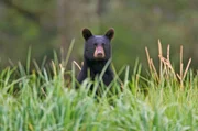 Ein Schwarzbär auf der Suche nach Nahrung, der Frühling ist endlich da.