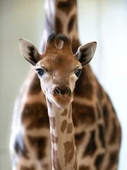 Closeup of Tallbert the giraffe’s face. Another Giraffe standing behind.