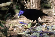 Der Seidenlaubenvogel sorgt sich um seine „Schmucksammlung“: Er sammelt Blüten, Schneckenhäuser und Blätter in bestimmten Farben, um damit den Weibchen zu imponieren.