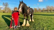 Shire Horses wurden vor mehreren hundert Jahren gezüchtet, um Ritter und ihre schweren Rüstungen zu tragen.