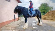 Um auf den Rücken von Shire Horse Ivan zu kommen, braucht Anna sogar eine Leiter.