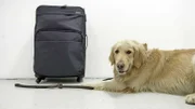 BOGOTA, Colombia - A sniffing dog selects a piece of luggage. (Photo Credit: National Geographic Channels/Mario Lazcano)