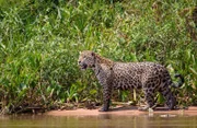 Ein Jaguar hält auf einer Sandbank am Flussufer Ausschau nach Beute.