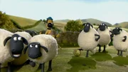 Schafe spielen kein Fußball? Falsch, ein Fußballspiel bringt das Leben auf der Farm gehörig durcheinander.