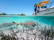 Regisseur Ed Charles und Kameramann Duncan Brake bereiten einen Unterwasserdreh vor der Küste der Bahamas vor. Sie wollen eine Gruppe junger Zitronenhaie filmen, die nahe der Mangroven auf der Jagd sind - und offenbar ihrerseits an Boot und Crew interessiert sind.