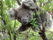 Um die schwer verdaulichen Eukalyptusblätter verdauen zu können, müssen Koalas sehr viel ruhen.