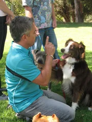 Der Australian Shepherd Annabelle braucht die Hilfe des Hundeflüsterers Cesar Millan ...