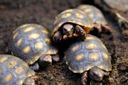Köhlerschildkröten-Nachwuchs im Tierpark Berlin.