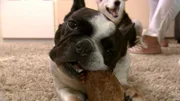 Die französische Bulldogge "Lotte" hat eine ganz spezielle kulinarischen Leidenschaft: Sie steht auf Hundekot...