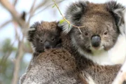 Die ersten Lebensmonate verbringen Koalababys gut geschützt im Beutel der Mutter – erst dann beginnen sie, die Welt „da draußen“ zu entdecken – anfangs oft auf dem Rücken der Mutter.