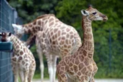Das junge Giraffe bine im Tierpark Berlin.