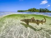 Zitronenhaie bringen ihre Nachkommen vor Bimini/Bahamas im seichten Wasser zur Welt, damit diese in den überschwemmten Mangrovenwäldern vor Großfischen in Sicherheit sind.