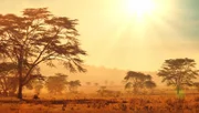 Afrikanische Savanne bei Sonnenaufgang
