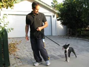 Der Boston Terrier Bella macht seinem Besitzer Kris (Bild) und dessen Familie das Leben schwer. Sie bitten den Hundeflüsterer Cesar Millan um Hilfe ...