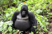 Tierpflegerin Thali aus der Wilhelma kann im Virunga-Nationalpark im Kongo man auf knapp 4000 Meter Höhe, freilebende Gorillas beobachten.