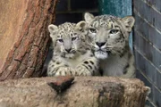 Schneeleopardin Maja ist zum ersten Mal Mutter geworden. Die sieben Wochen alten Zwillingsmädchen sind ein bedeutender Zuchterfolg für den Tierpark Berlin. Maja lässt die Pfleger allerdings nur ungern an ihren Nachwuchs heran.