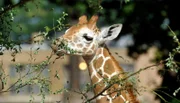 Der Giraffen-Junge Mugambi im Zoo Berlin.