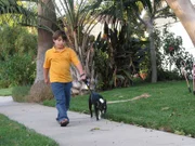 Der Boston Terrier Bella macht Familie Alesna das Leben schwer. Ryan (Bild) hofft, dass der Hundeflüsterer Cesar Millan helfen kann ...