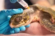 Durch sich verändernde Meeresströmungen verschlägt es Karibische Bastardschildkröten immer wieder viel zu weit in den Norden, und sie werden an die Strände gespült. Naturschützer sammeln die bewegungsunfähigen Schildkröten ein. Im New England Aquarium in Boston ist man mittlerweile darauf spezialisiert, die hilflosen Meeresbewohner zu behandeln.