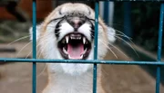Seltener Nachwuchs im Tierpark Berlin ist das Montana Puma-Mädchen Missoula.