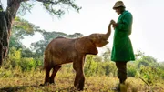Immer mehr Elefanten fallen der Dürre in Kenia zum Opfer. Manchmal können Jungtiere gerettet und in Auffangstationen von Hand aufgezogen werden.
