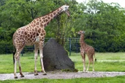 Das Giraffen-Junges Bine mit Giraffen-Mutter Inge im Tierpark Berlin.