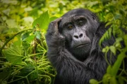 A close-up portrait of a female mountain gorilla