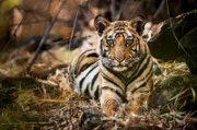 Einer von Raj Bheras Söhnen ruht nach einem ausgiebigen Mahl. Männliche Tigerjunge sind schon bald deutlich kräftiger als ihre Schwestern.