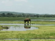 Reiseleiterin Maika und die Passagiere Momo und Patty machen zusammen einen Ausflug in den Nationalpark in Trincomalee auf Sri Lanka. Sie sind auf der Jagd nach Elefanten. Doch sie sehen nur Vögel und Kühe. Kurz vor Schluss steht dann doch noch ein Prachtexemplar in freier Wildbahn herum. Sie sind begeistert.