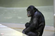 Die Bonobo-Mutter Opala mit Tochter Leki im Zoo Berlin.