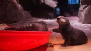 Sea Otter Mara.