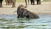 Elefantenkinder Pantha und Bogor im Tierpark Berlin