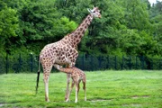 Uganda-Giraffenkuh Inge mit Jungtier Bine