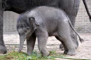 Elefanten-Jungtier Anchali im Zoo Berlin