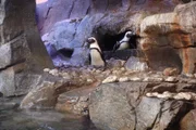 African Penguin Pair