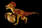 Deinonychus or"Terrible Claw" - this feathered dinosaur lived between 115 and 108 million years ago. However, its model reminds on some big birds that roam our planet today, like the Ostrich or the Cassowary. Museum of Natural History, Vienna.