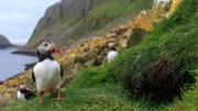 Papageitaucher (engl. Puffins) suchen Sicherheit in großen Brutkolonien.