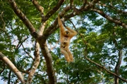 Südlicher Gelbwangen Gibbon-Weibchen mit Jungtier.