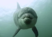 Normalerweise leben Delfine in Familien oder großen Gruppen. Einzeltiere wie das Männchen Duggie nennt die Delfinforscherin Ute Margreff Solitärdelfine.