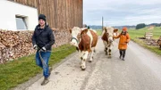 "Gassi" gehen - im Allgäu geht das auch mit Rindern. "Kuhflüsterer" Markus Holzmann nimmt Anna mit auf einen Spaziergang.