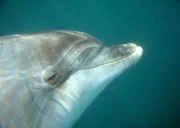 Das Delfinweibchen Mara lebt vor Irlands Küste in einer kleinen Bucht. Sie ist ein Solitärdelfin - ein einzelnes Tier - und tritt gern mit Menschen in Kontakt.