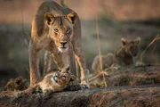Eine Löwin steht schützend über ihren Jungen im Luangwa Nationalpark, Sambia.