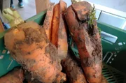 Ist die Karotte zu krumm oder aufgeplatzt, findest sie auch beim Bio-Kunden keinen Absatz.