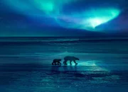 Durch die Erderwärmung müssen die Polarbären immer größere Strecken zurücklegen, um an Futter zu kommen.