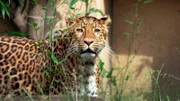 Müffelndes Zeug für Leopard Julius: Daniel Heiser hat für seine Großkatze heute eine ganz besonders dufte Überraschung. Er sammelt die Hinterlassenschaften von Flusspferden und Nashörnern ein, um sie im Gehege des Chinesischen Leoparden zu verteilen. Wie wird Julius auf die Duftproben reagieren?