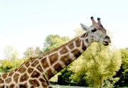 Giraffe im Opel-Zoo Kronberg.