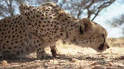 How do the fastest land animals run so fast? Cheetah's in Na'ankuse Wildlife Sanctuary.