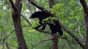 When eating, black bears are an easy target.